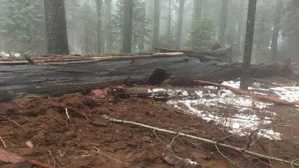 Recently lost natural wonders: Pioneer Cabin Tree after the storm.