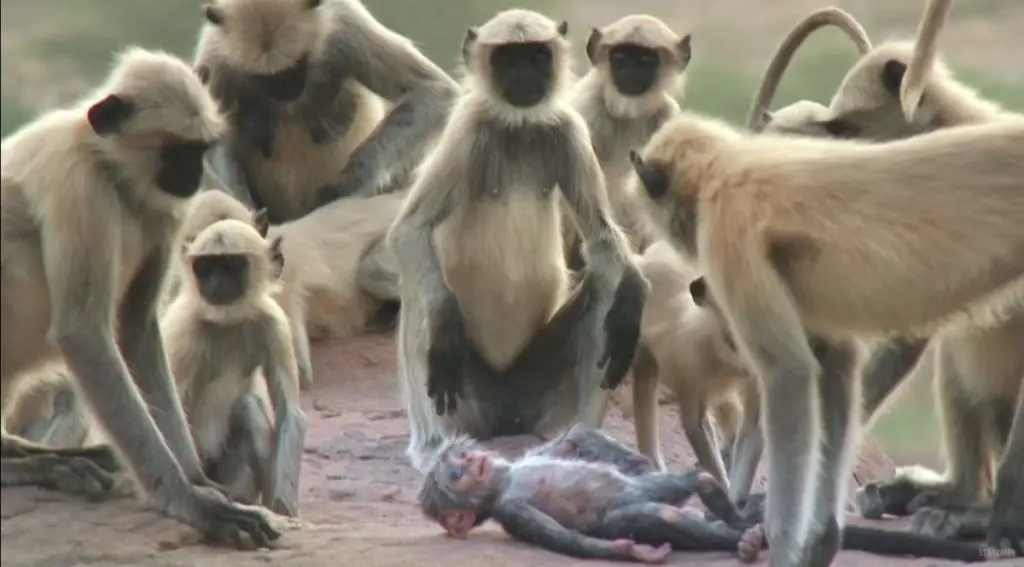 Monkeys Accidentally Kill A Robot Baby Monkey And Then Mourn For It