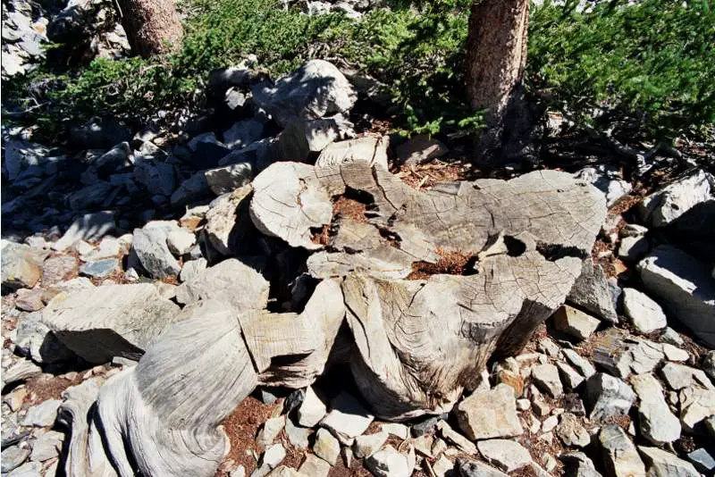 Oldest trees in the world: Stump of Prometheus