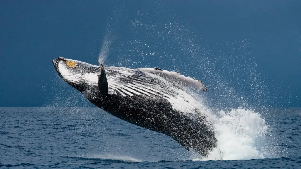 A jumping humpback whale. Baleen whales, whose brains tip the scales at 7 kilograms, overshadow the human brain in mass but not in complexity. Hence, while they are quite smart, they are not as intelligent as humans.