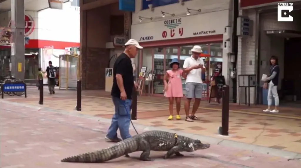 Japanese man walks with caiman