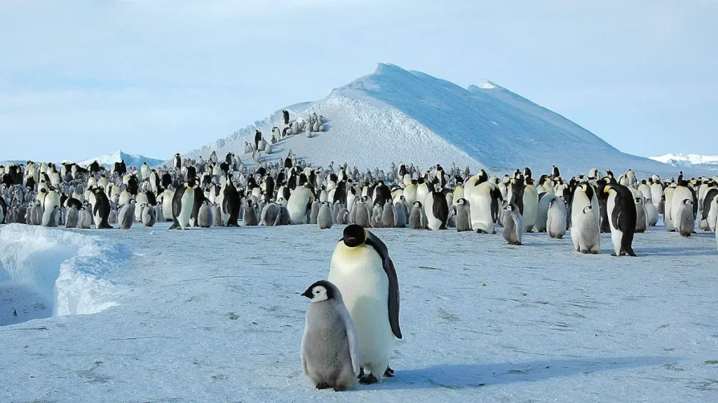 Antarctica facts: The male Emperor penguin is the only warm-blooded animal that remains on the Antarctic continent through the winter. Photo: An emperor penguin colony on Snow Hill Island, Antarctica