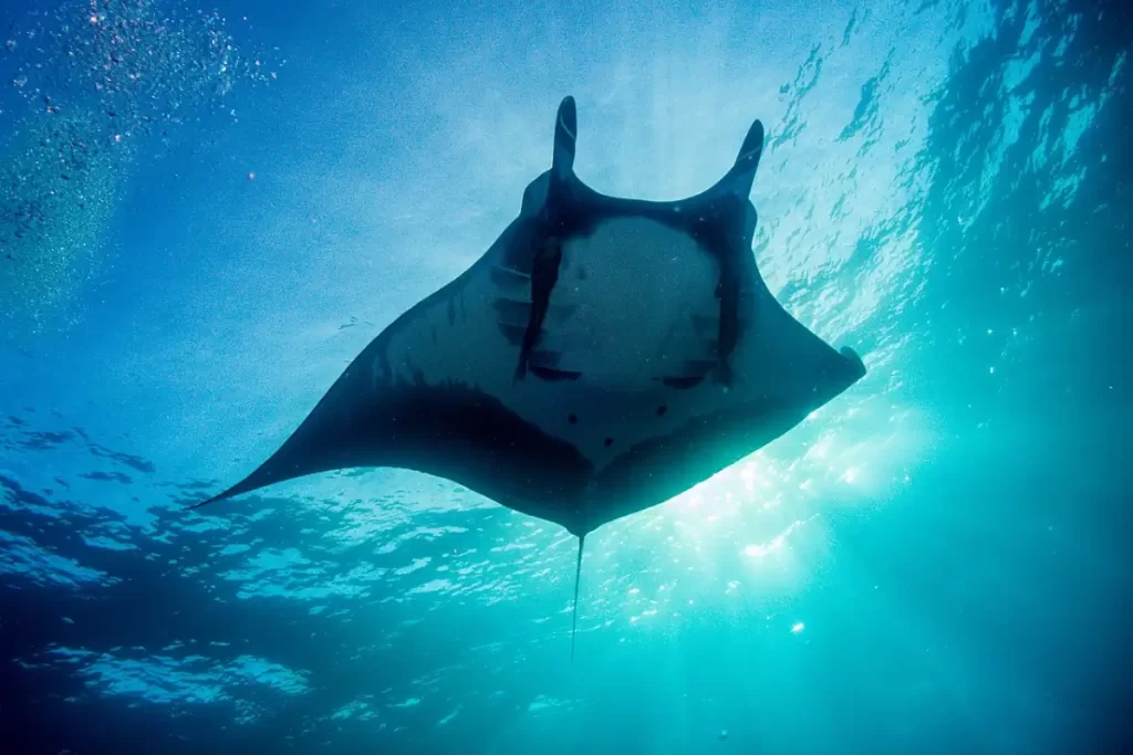 Largest fish species: Giant oceanic manta ray