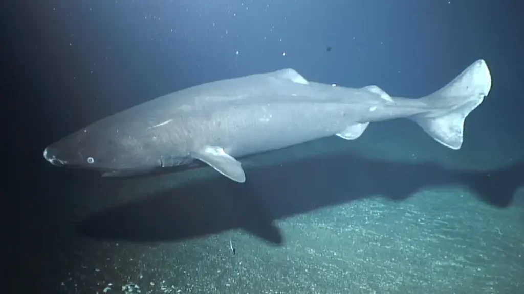 Pacific Sleeper Shark