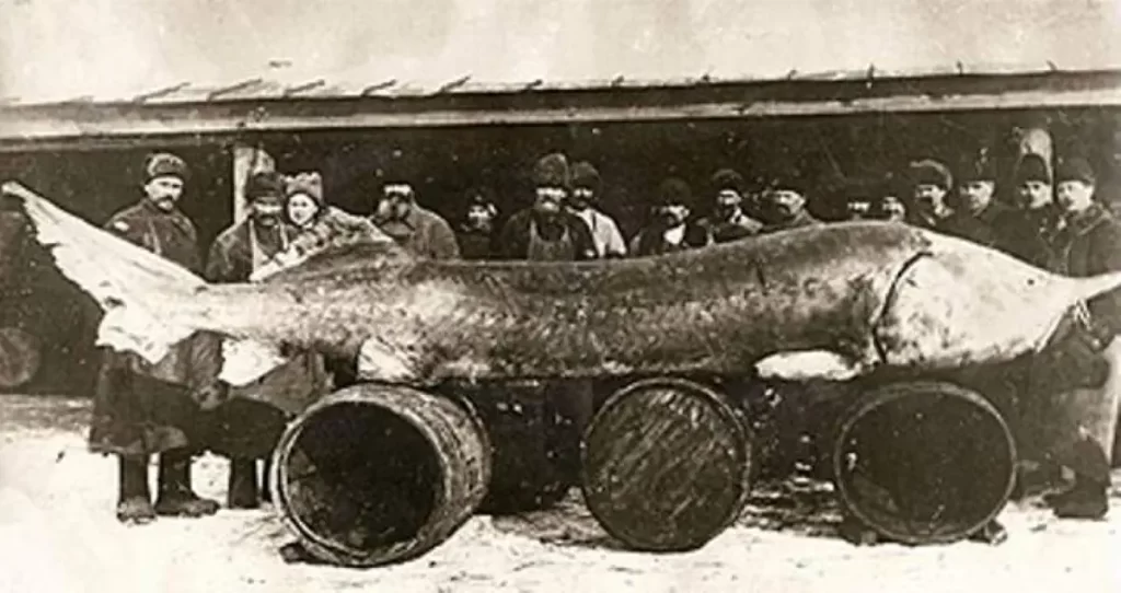 Largest fish species: A beluga or European sturgeon