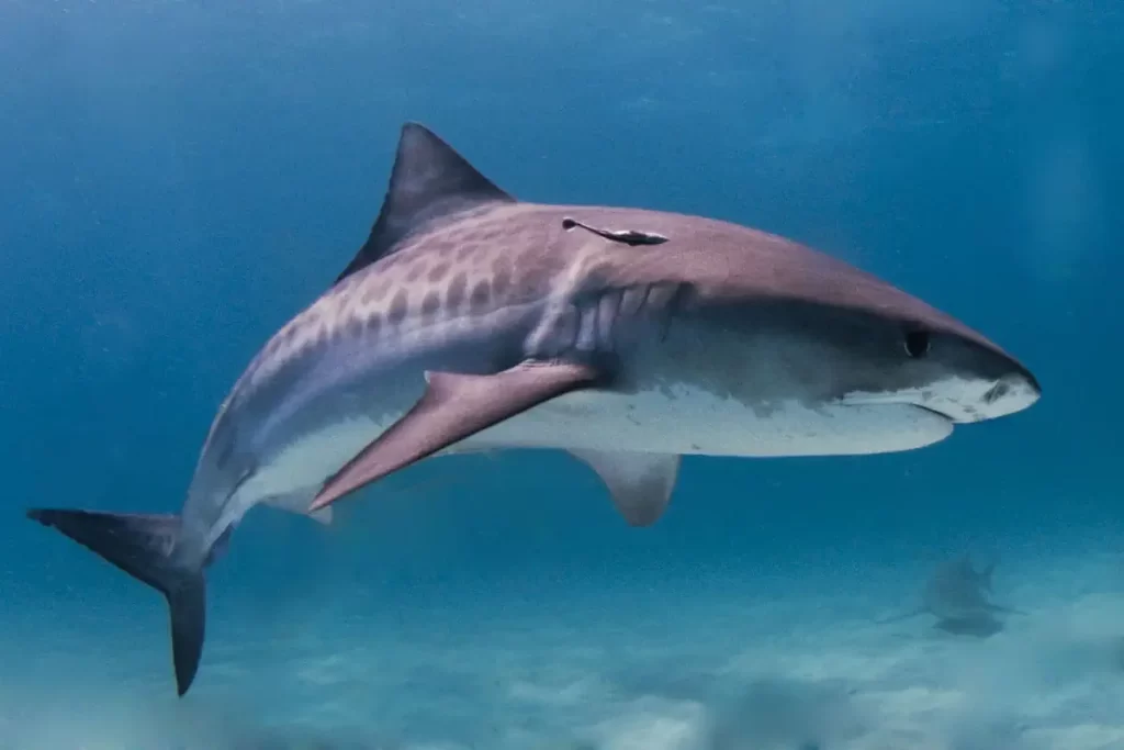 Largest fish species: Tiger shark