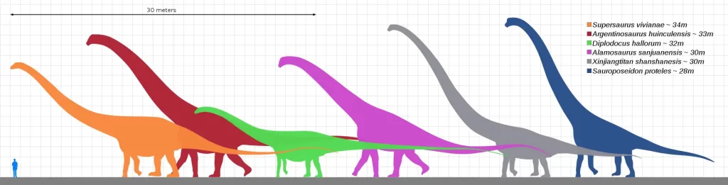 Largest dinosaurs - Sauropod size comparison
