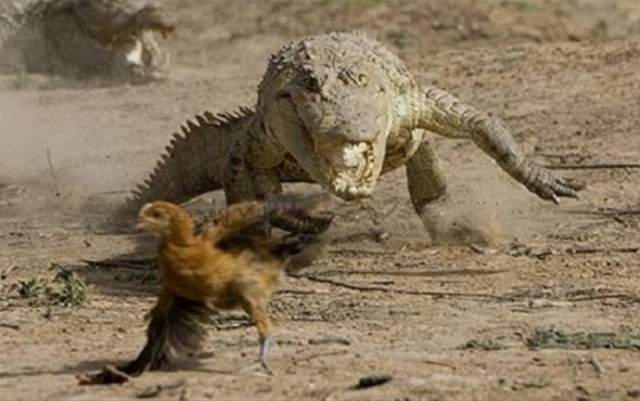 Will humans go extinct? Crocodile pursuing a chicken