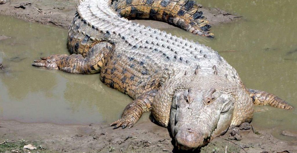 Crocodiles today look the same as they did 200 million years ago. Saltwater crocodile
