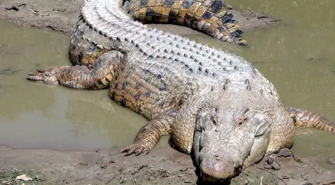 Saltwater crocodile