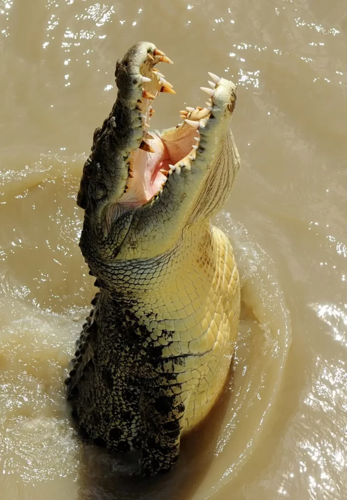 Crocodile facts: A jumping saltwater crocodile in Australia