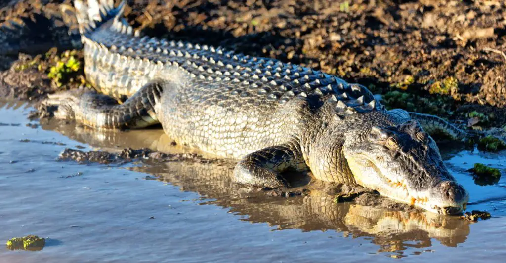 Saltwater crocodile is the largest crocodile in the world.