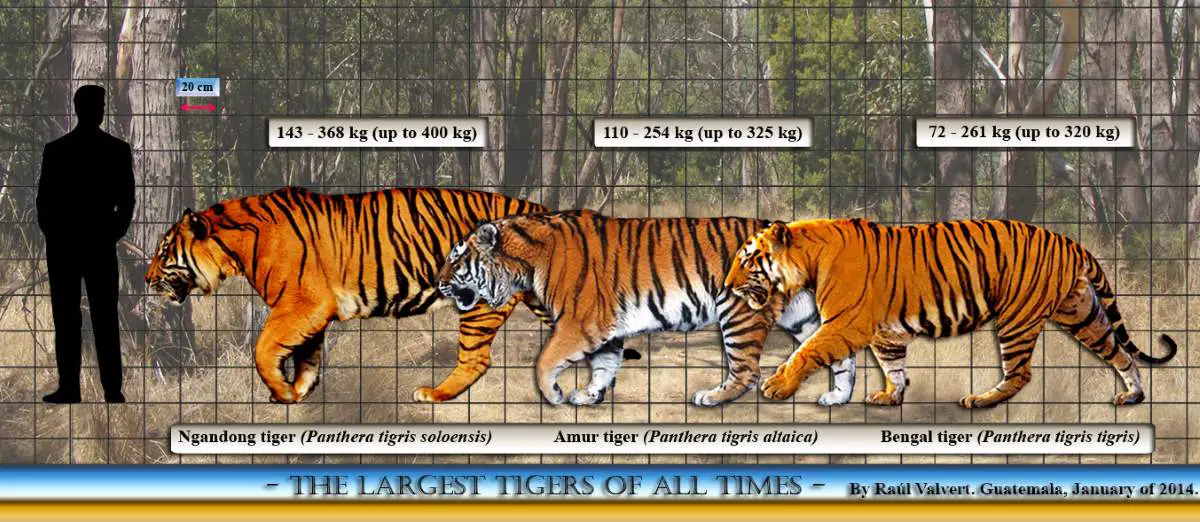 Largest prehistoric cats: Ngandong tiger size comparison