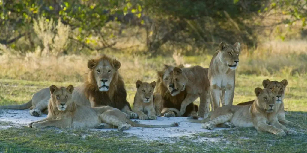 An African lion pride.