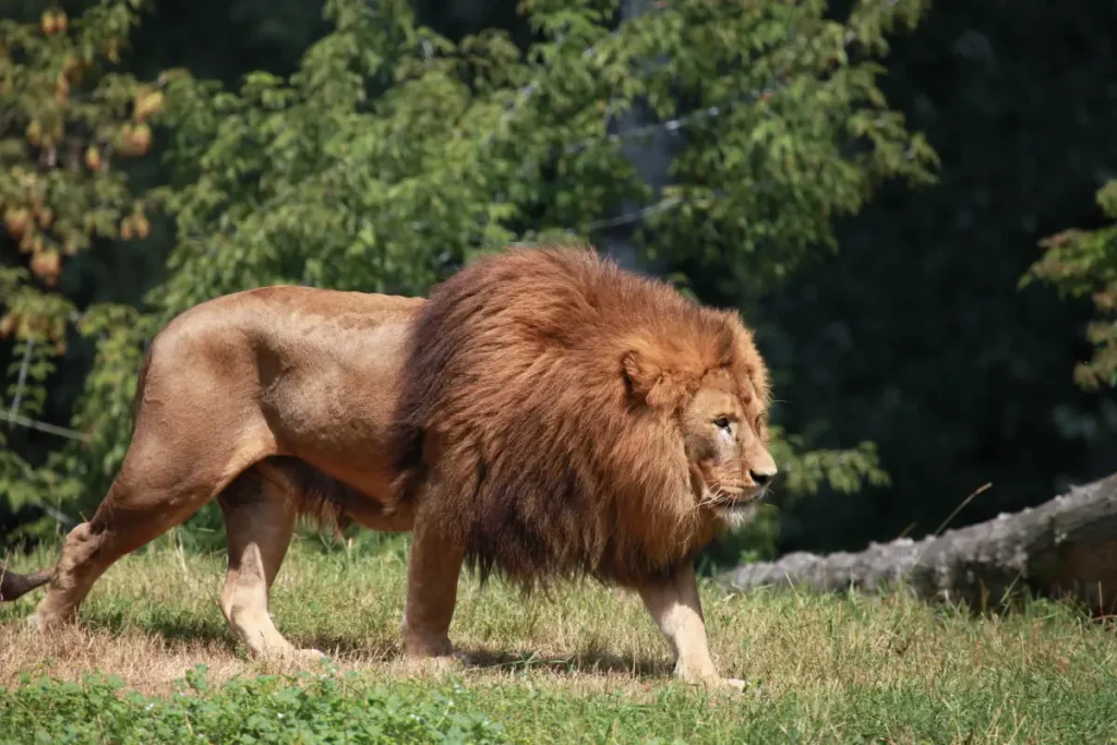 Most powerful bite forces in carnivore land mammals: A very big African lion