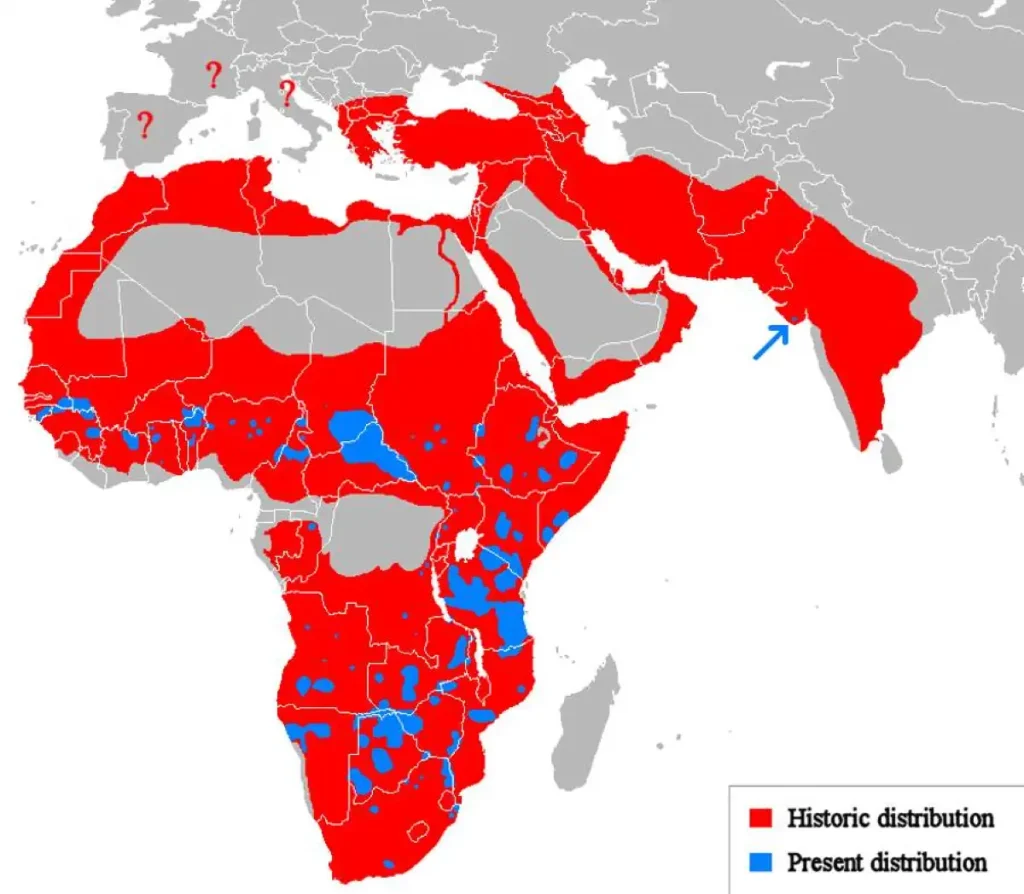 Lion distribution map (historic and current)