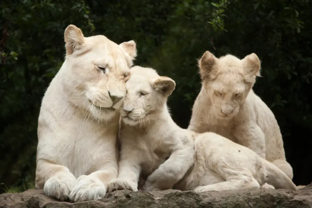 A female white lion with cubs