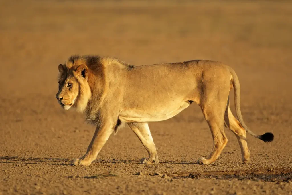 A walking African lion
