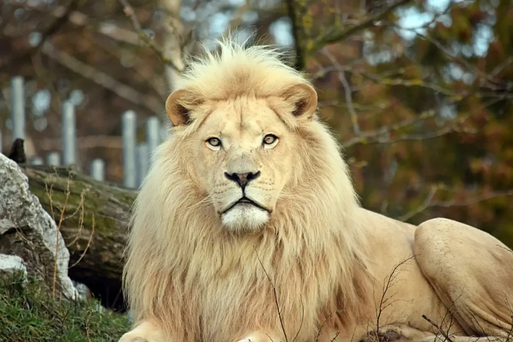 Lion facts - a white lion head