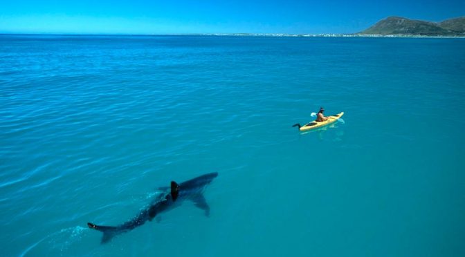 Great white shark following a kayak