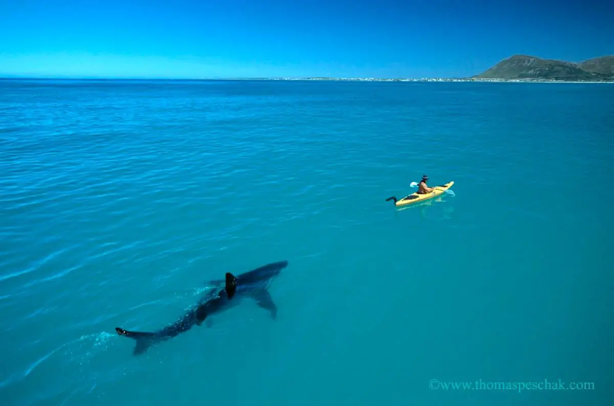 Man Who Befriended a Great White Shark? Great white shark following a kayak