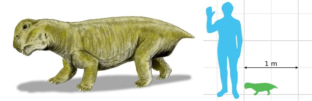 Lystrosaurus, and the size of Lystrosaurus murrayi relative to a human