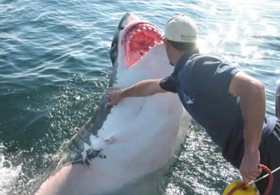 Man Who Befriended a Great White Shark? Man touching a great white shark