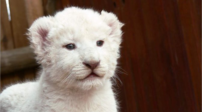 A white lion cub