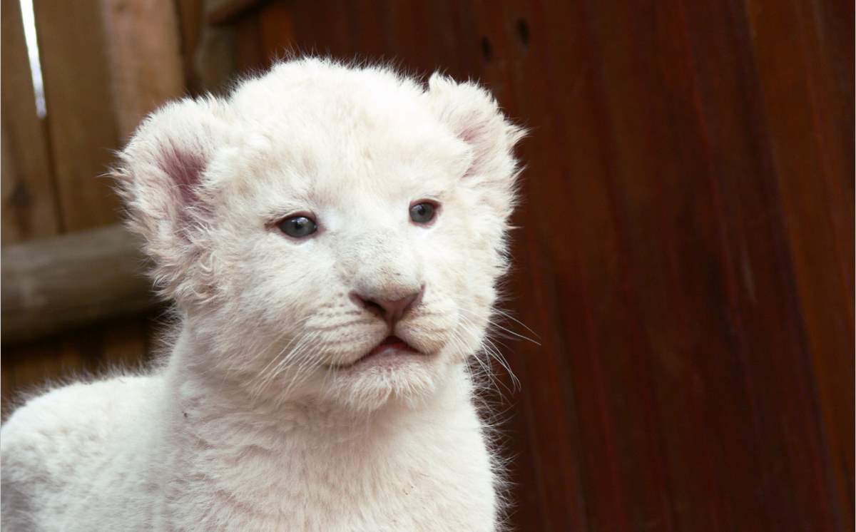 A white lion cub.  43% of Americans say they are more inclined to donate to the conservation efforts of an endangered animal they think is cute.