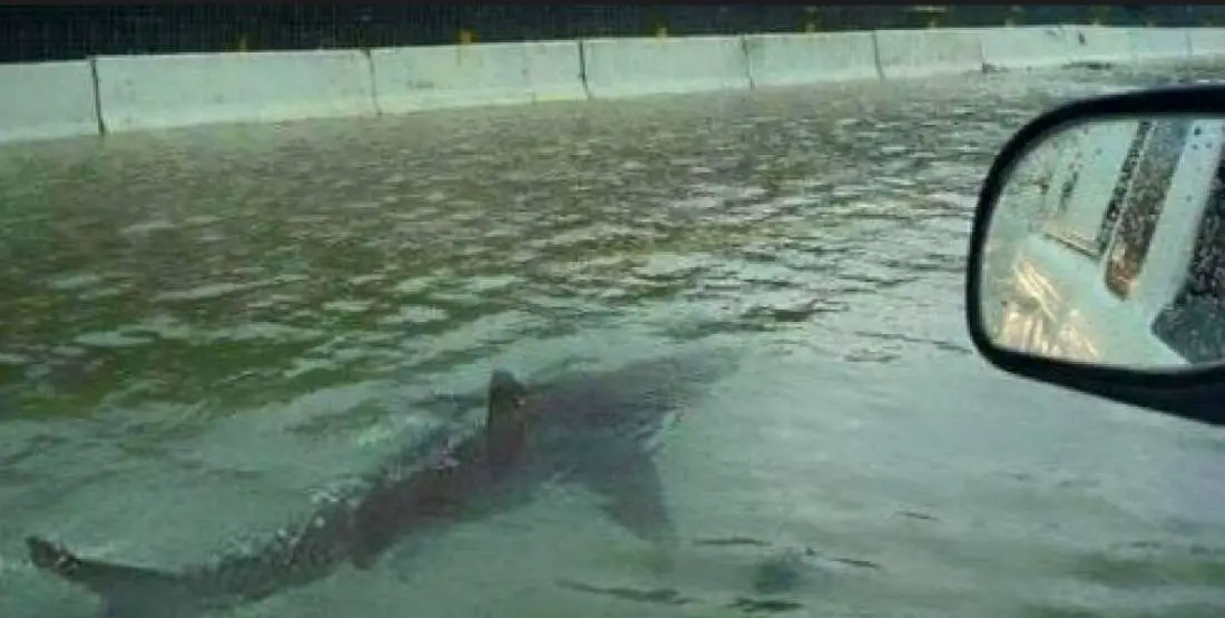 Man Who Befriended a Great White Shark? Shark swimming in a flooded street