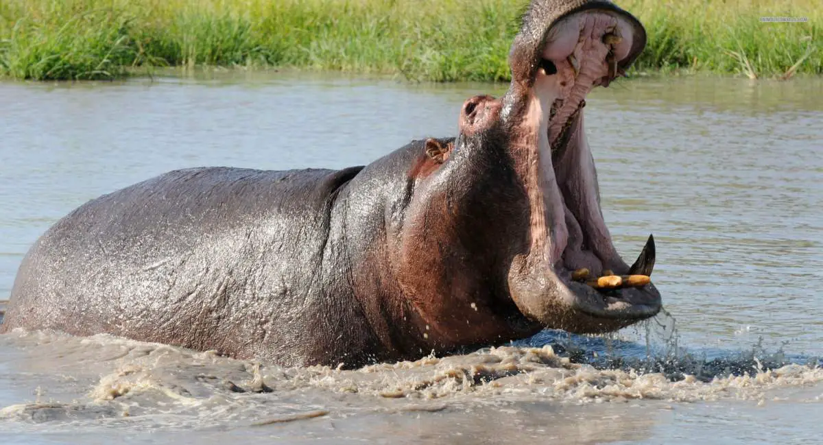 Most powerful bite force in all land mammals: Hippopotamus