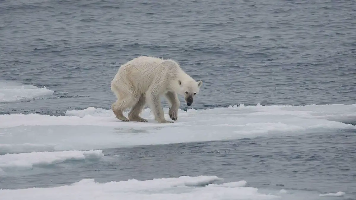 A starving polar bear in the Arctic
