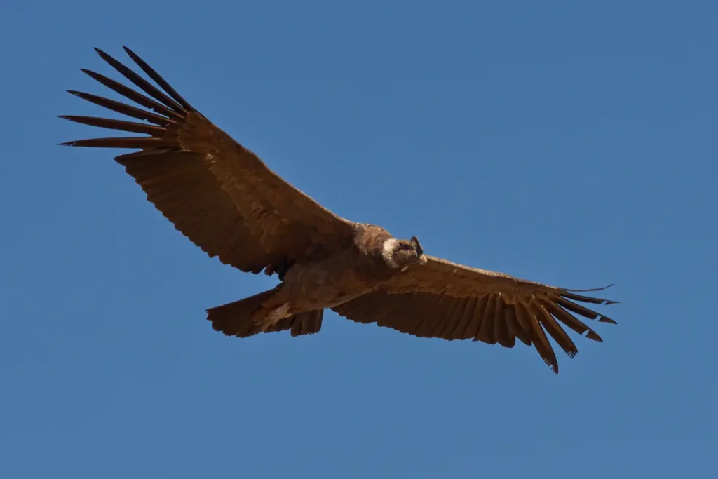 Largest birds in the world: Andean Condor