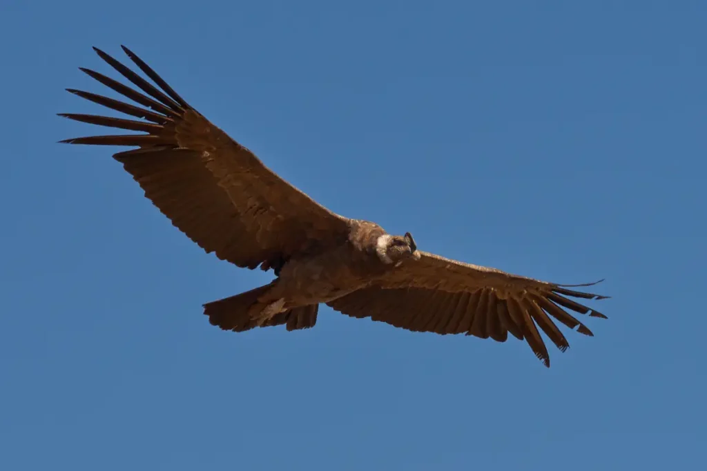 Andean Condor