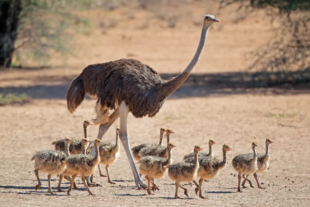Largest birds: Ostrich with chicks
