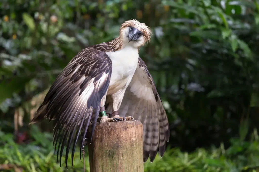 The philippine Eagle is the largest bird of prey in the world