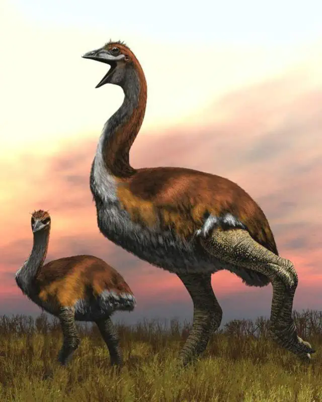 Vorombe titan, the largest bird ever lived