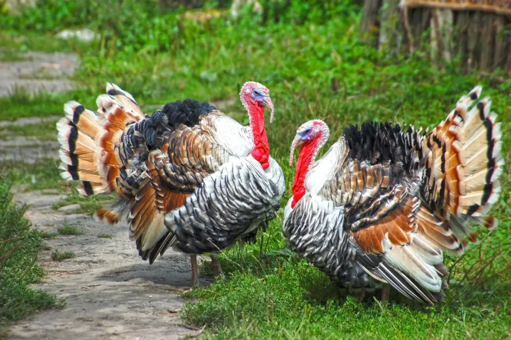 The largest bird species in the world: Domesticated Turkey