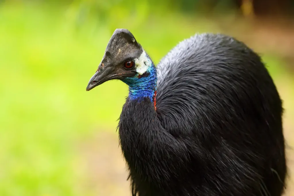 Largest birds in the world: Dwarf cassowary