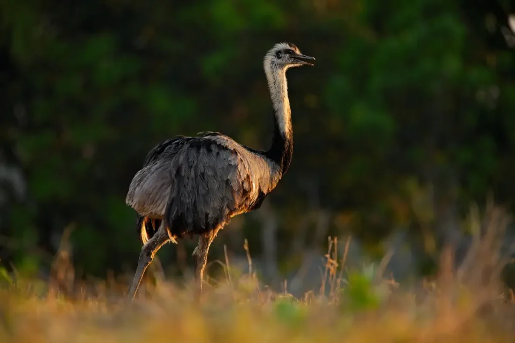 The largest bird species in the world: Emu