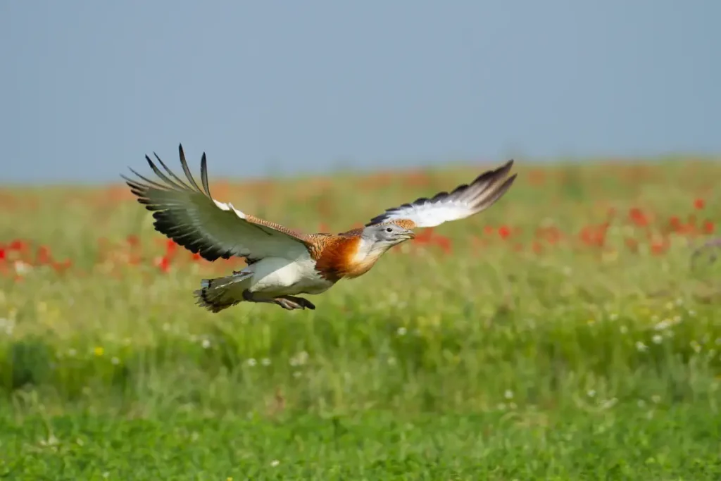 Common misconceptions about Earth: Great bustard