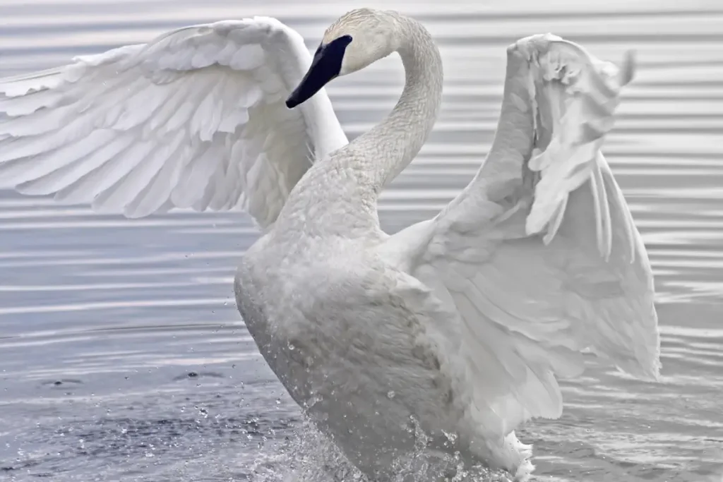 Largest birds in the world: Trumpeter swan