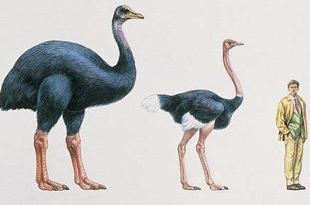 Extinction: Elephant bird - ostrich - human size comparison