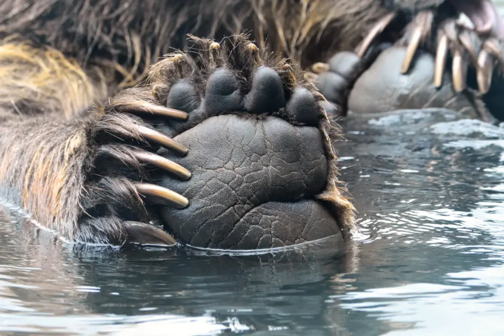 Grizzly bear paw and claws