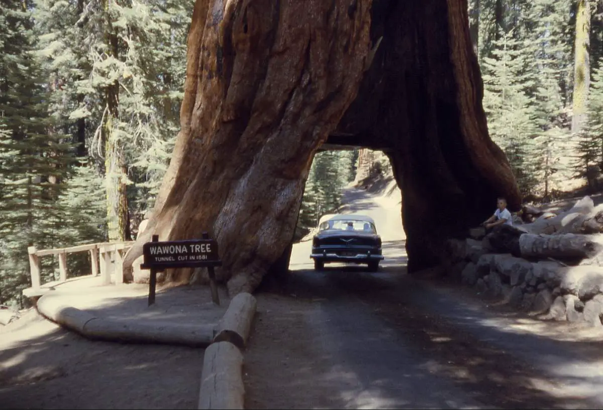 Wawona tree