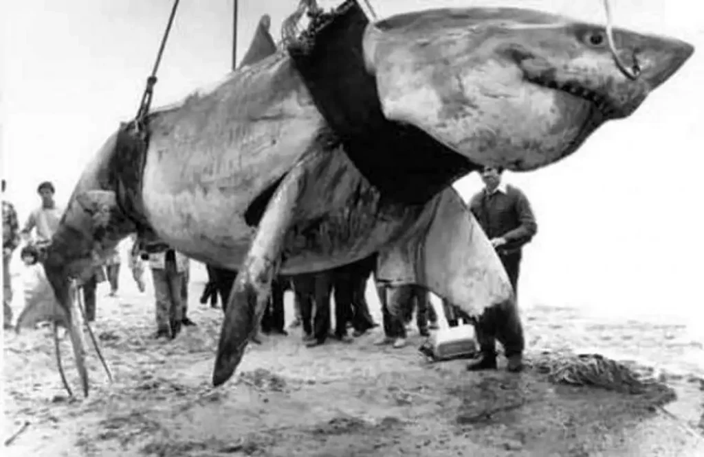 Largest great white sharks in the world: The great white shark caught by Vic Hislop in 1985.