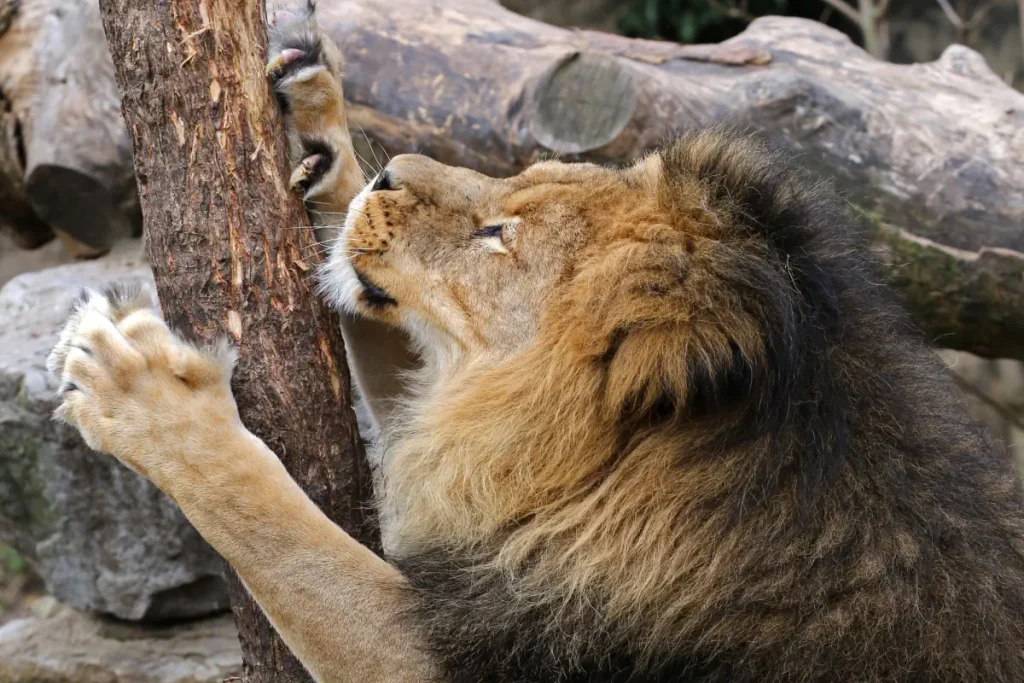Lion sharpening claws