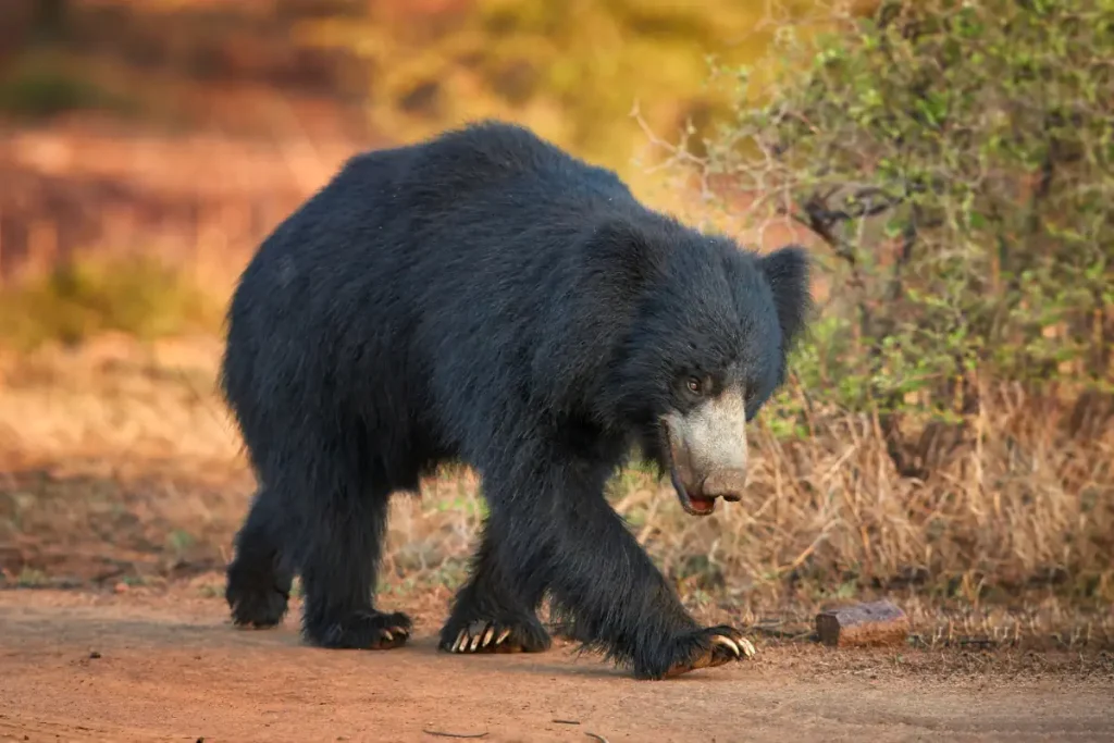 Sloth bear claws