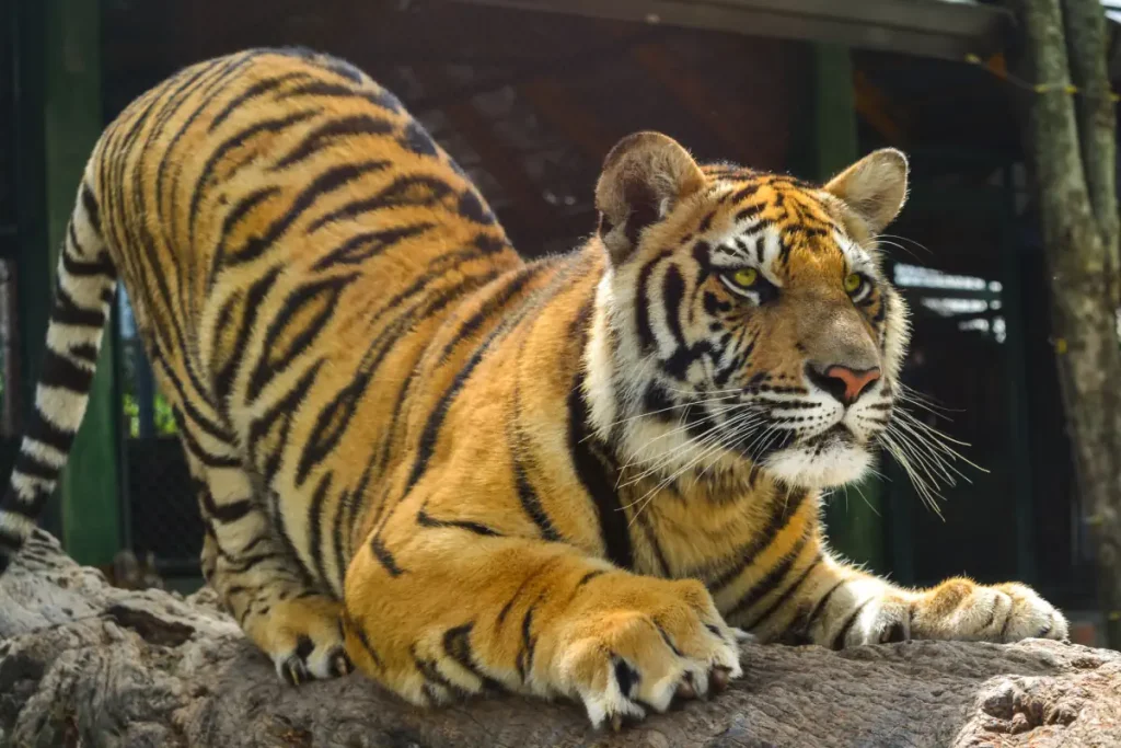 Tiger sharpening its claws