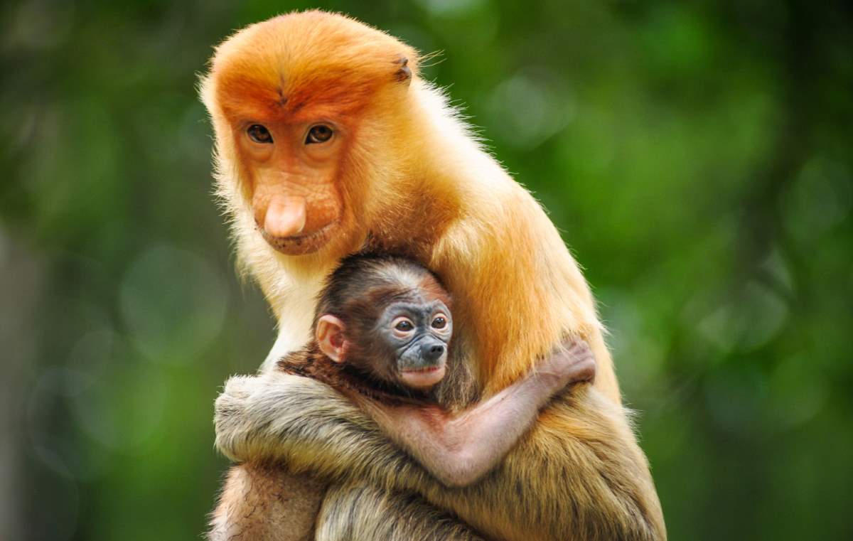 28% of vertebrates die because of humans - Proboscis monkey